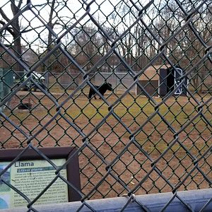 Johnson Park Jan 21 - Pony