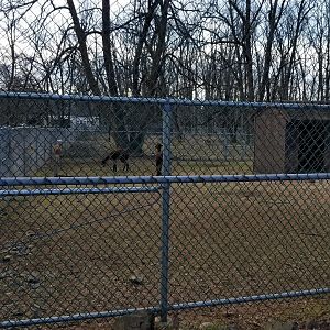 Johnson Park Jan 21 - Alpacas