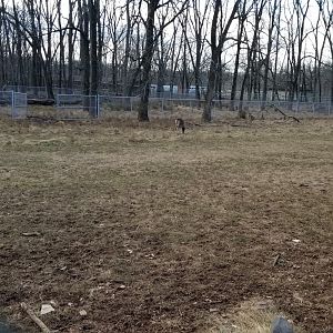 Johnson Park Jan 21 - Whitetail