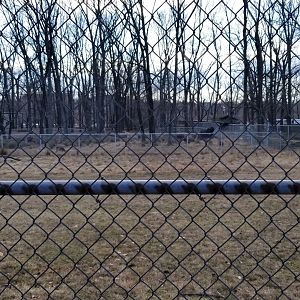 Johnson Park Jan 21 - Whitetail