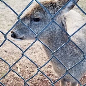 Johnson Park Jan 21 - Whitetail