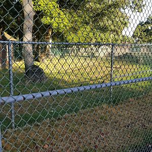 Thompson Park - Emu corner