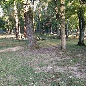 Thompson Park - Deer yard #1