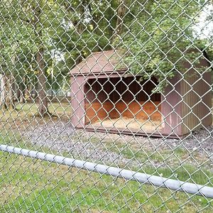 Thompson Park - Deer yard #1