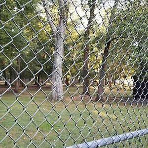 Thompson Park - Deer yard #1