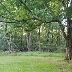 Thompson Park - Woods on other side of path from Deer yard #1
