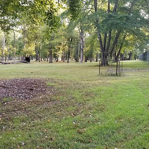 Thompson Park - Deer yard #1