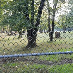 Thompson Park - Deer yard #1