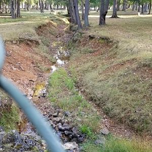 Thompson Park - Deer yard #2, stream