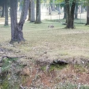 Thompson Park - Deer yard #2, whitetail