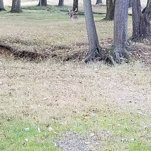 Thompson Park - Deer yard #2, whitetail