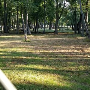 Thompson Park - Deer yard #2