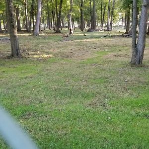 Thompson Park - Deer yard #2, whitetails