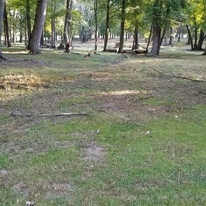 Thompson Park - Deer yard #2, whitetails