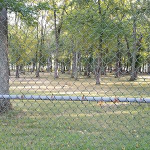 Thompson Park - Deer yard #2