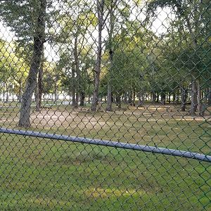 Thompson Park - Deer yard #2