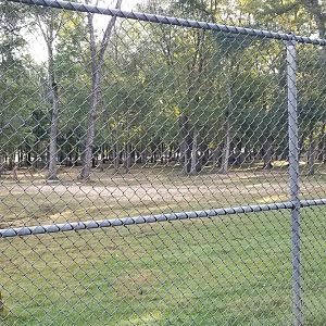 Thompson Park - Deer yard #2