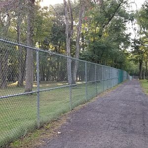 Thompson Park - Deer yard #2, looking back at long stretch