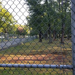 Thompson Park - Deer yard #2, corner with road