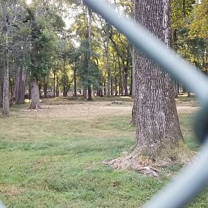 Thompson Park - Deer yard #2