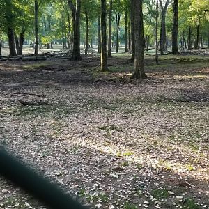 Thompson Park - Deer yard #2