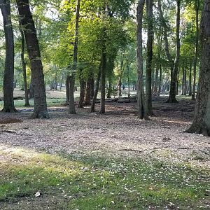 Thompson Park - Deer yard #2