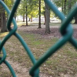 Thompson Park - Deer yard #2