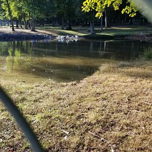 Thompson Park - Deer yard #2, pond