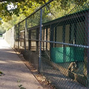 Thompson Park - Birds
