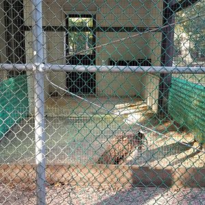 Thompson Park - Birds, female peafowl