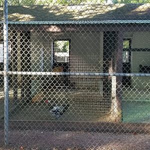 Thompson Park - Birds, chickens