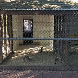 Thompson Park - Birds, Ringneck pheasants