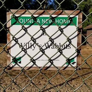 Thompson Park - Rabbits found a new home