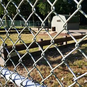 Thompson Park - Former rabbit area? Indian peafowl
