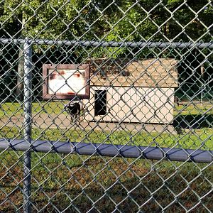 Thompson Park - Goats