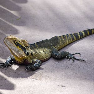 wild - Eastern Water Dragon (Intellagama lesueurii)