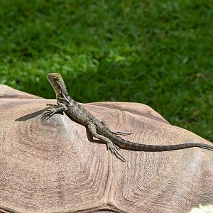 Hitchhiker on Tortoise