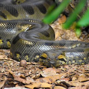 Green Anaconda (Eunectes murinus)