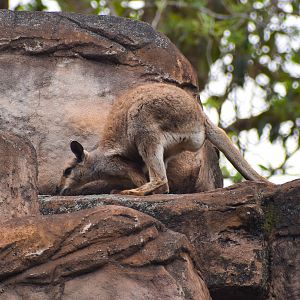 Warru/Black-footed Rock Wallaby (Petrogale lateralis)