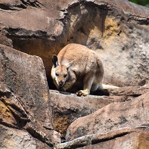 Warru/Black-footed Rock Wallaby (Petrogale lateralis)
