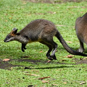 Hopping Swamp Wallaby Joey