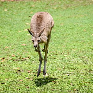 Hopping Eastern Grey Kangaroo