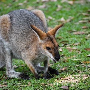 Red-necked Wallaby (Notamacropus rufogriseus)