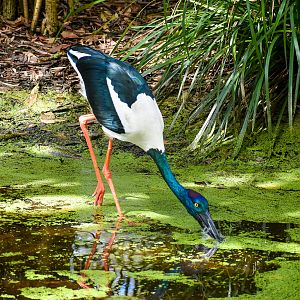 Black-necked Stork (Ephippiorhynchus asiaticus)