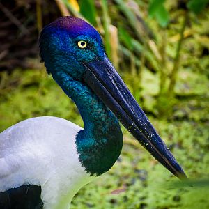 Black-necked Stork (Ephippiorhynchus asiaticus)