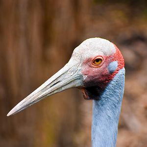 Brolga (Antigone rubicunda)