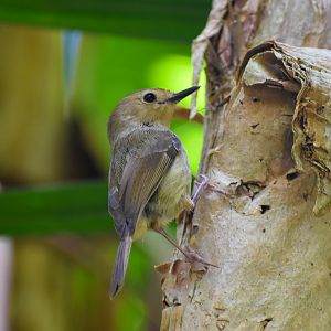 wild - Large-billed Scrubwren (Sericornis magnirostra)