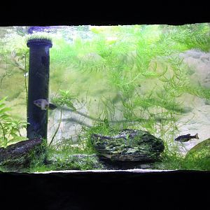 Aquarium Polka-dot splitfin - Chapalichthys pardalis