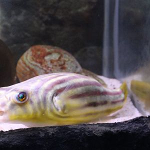 Fahaka pufferfish - Tetraodon lineatus