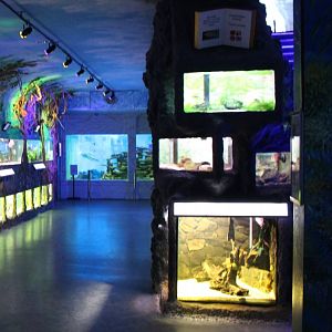 Some smaller freshwater tanks